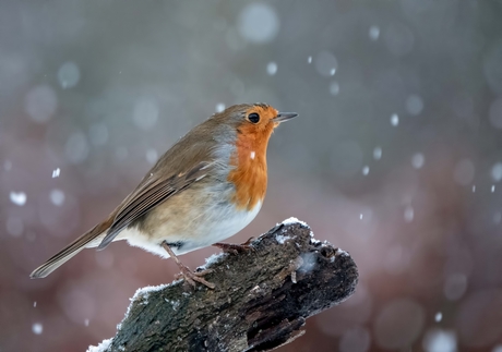 In de sneeuw