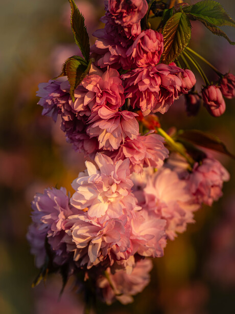 Prunus