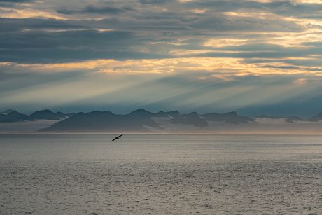 The arctic