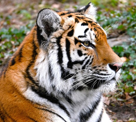 Amoer tijger