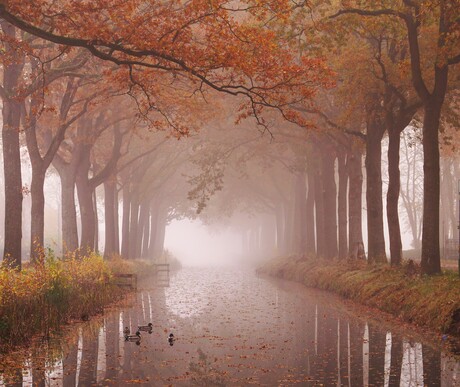 VERDWIJNEN IN DE MIST