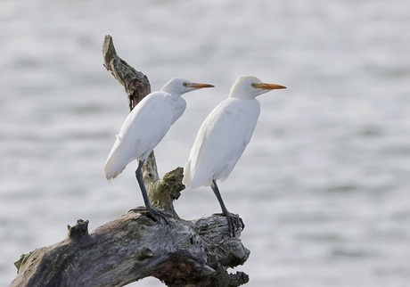 Koereigers