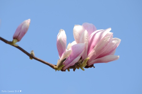 Magnolia