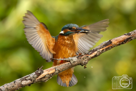 Ijsvogel landing met visje.