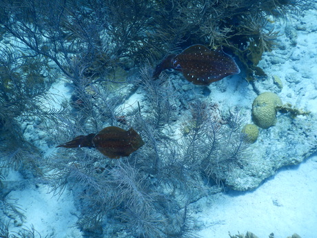 Inktvissen bij koraalrif 