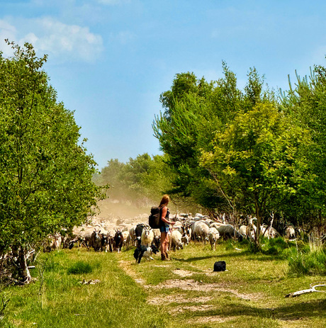 Herder in Bargerveen
