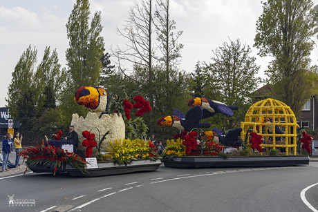 Bloemencorso bollenstreek