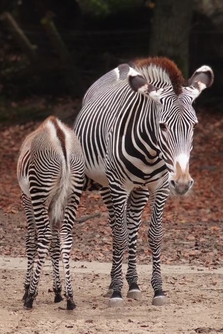 Zebra met veulen 