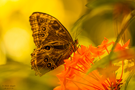 Morpho Peleides