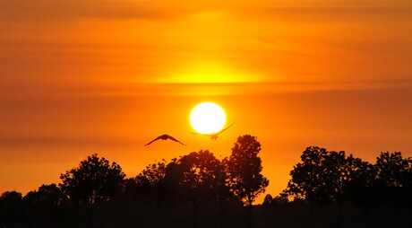 De zon dragen