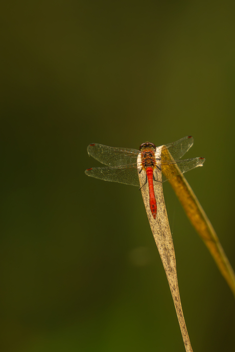 Rode Heidelibel