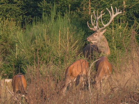 Majestic stag