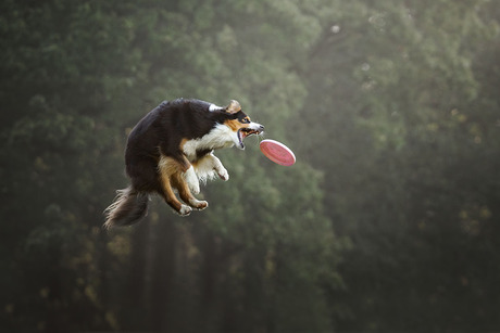 Frisbee hond