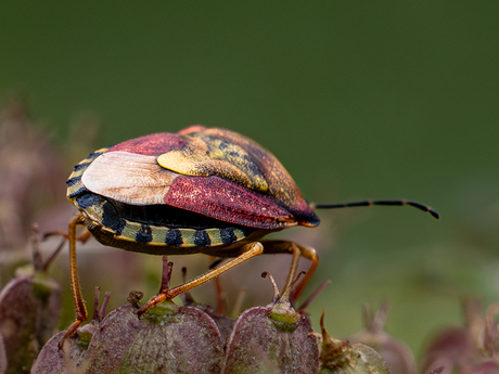 De knoopkruidschildwants