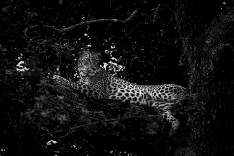 Heerser van de stilte