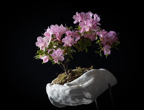 Bonsai 