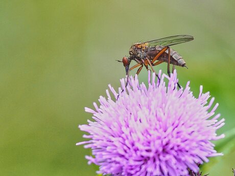 Akkerdisteldansvlieg (1)
