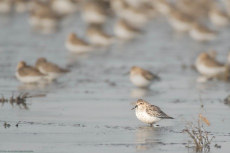 Bonte strandloper