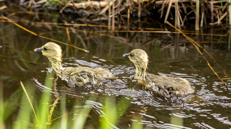 kuikens grote Canadese gans