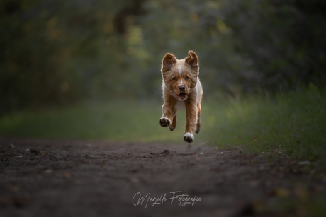 Toller pups