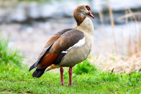 Gans poseert lange Poldervaart 