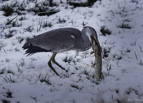 blauwe reiger 