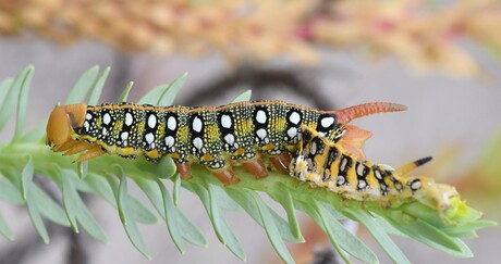 Wolfmelkpijlstaartrups.