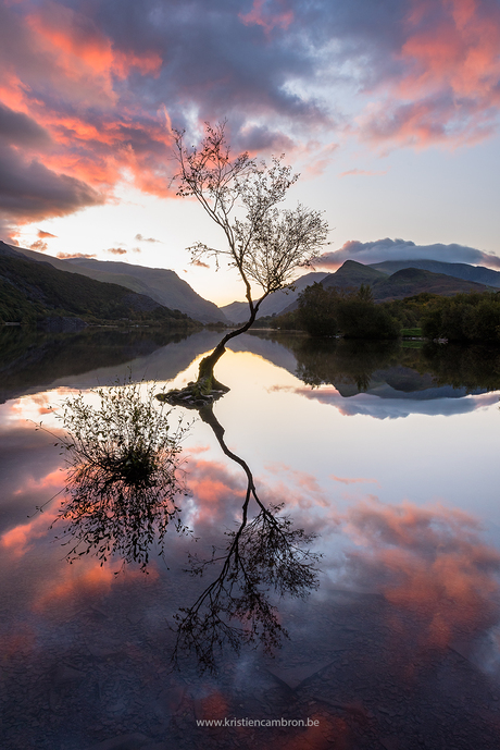 Magical reflection of a lonely tree by sunrise