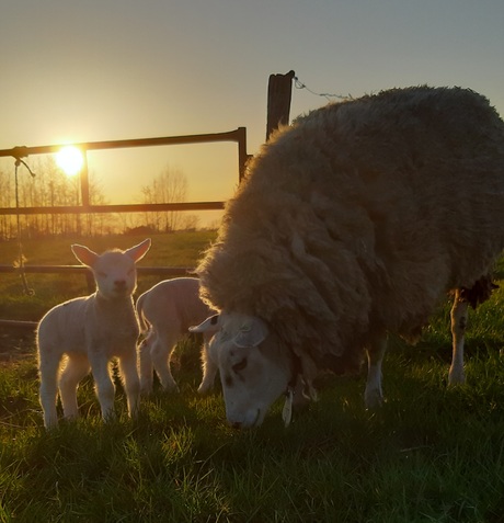 Schaap met haar 2 lammetjes