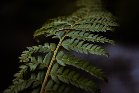 Fern Up Close