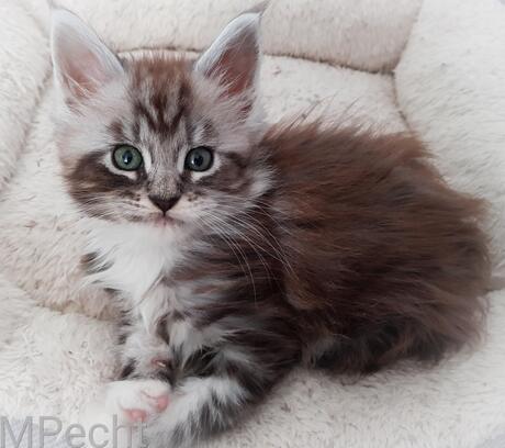Tommy van ChaGIDAbuba Cattery 