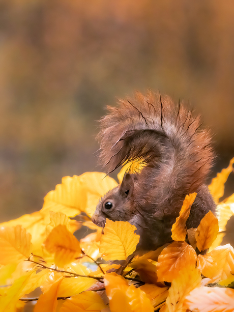 Autumn pose