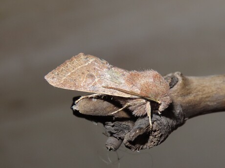 Tweestreepvoorjaarsuil