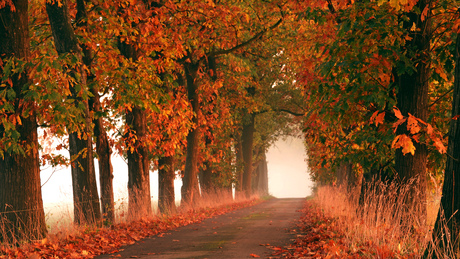 Herfst kleuren