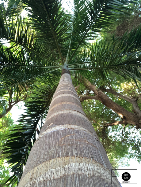 Under a palmtree