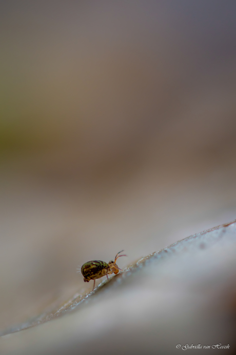 The last one for this season..