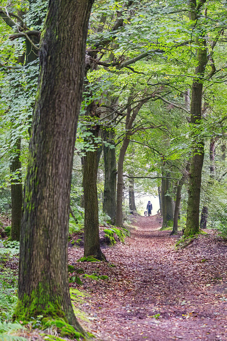 Wandeling met de hond