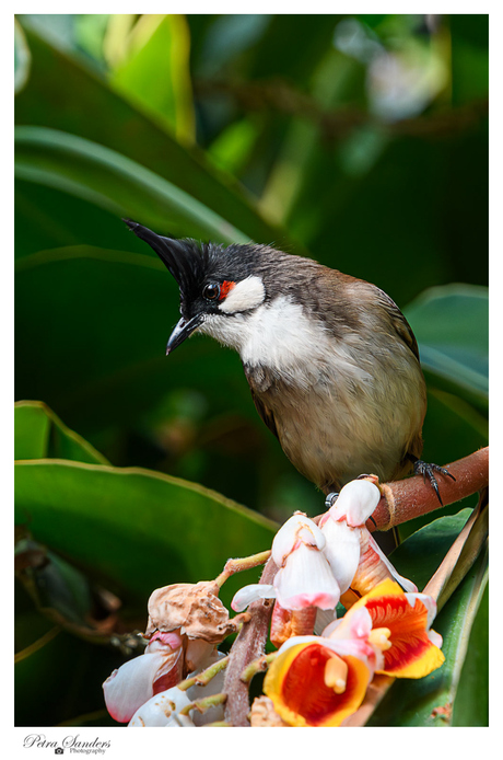 Red-Whiskered Bulbul