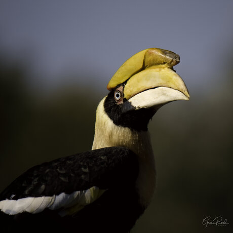 Hornbill