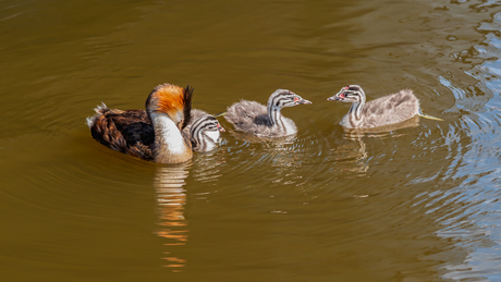 Familie uitje