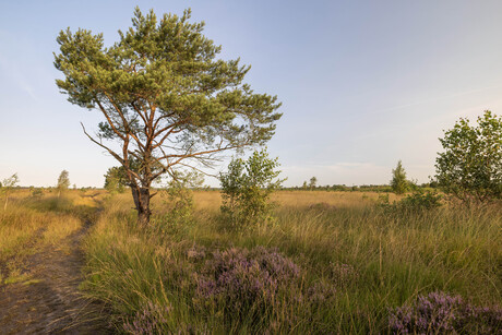 Kalmthoutse heide