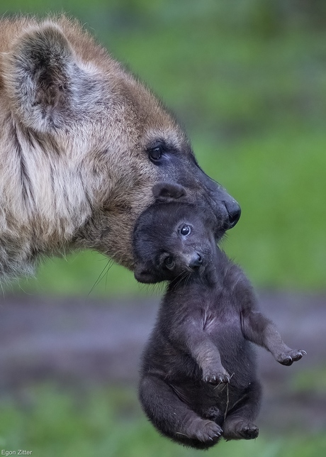 hyena met jong op stap