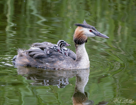 Fuut (Podiceps cristatus)