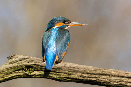 kingfisher