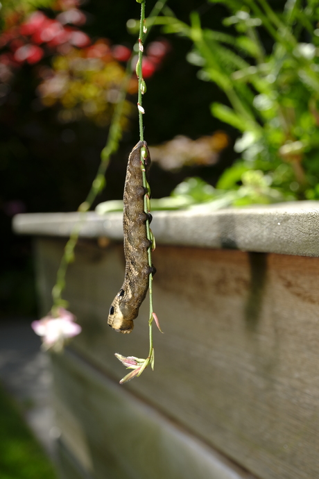 Rups op bloem