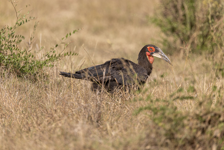 Zuidelijke hoornraaf