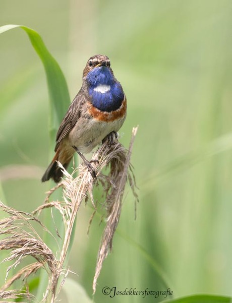 blauwborst