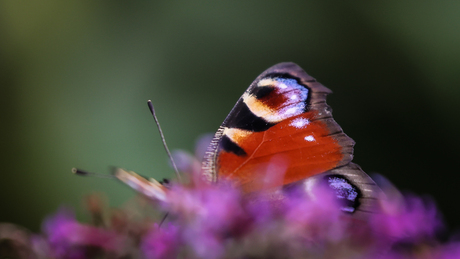 vlindertje