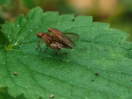 Druk in de weer in de hersfst