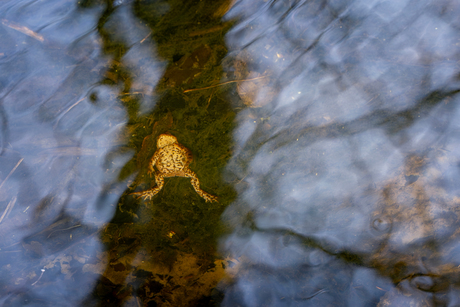 De lente net niet gehaald.